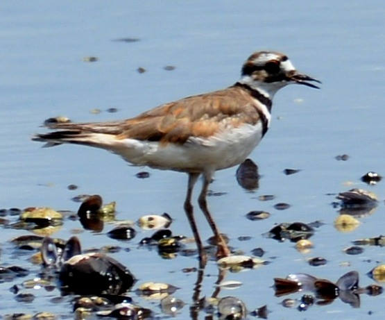 Killdeer - ML620295616