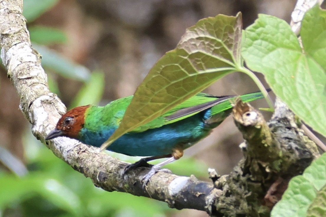 Bay-headed Tanager (Bay-and-blue) - ML620295619