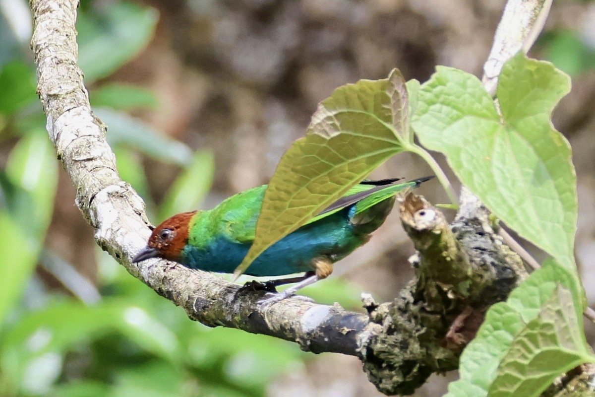 Bay-headed Tanager (Bay-and-blue) - ML620295620