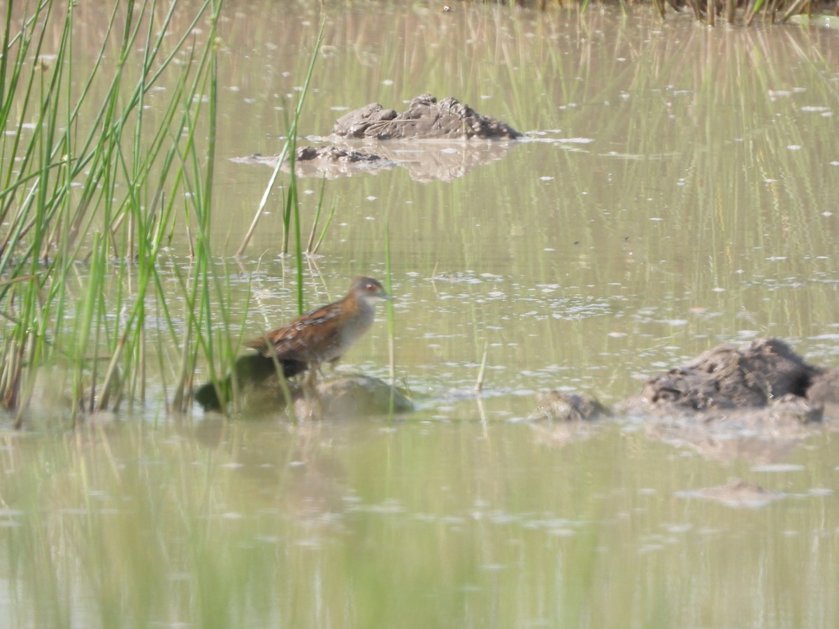 Baillon's Crake - ML620295621