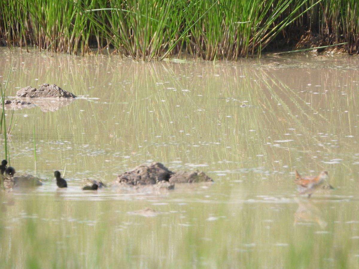 Baillon's Crake - ML620295622