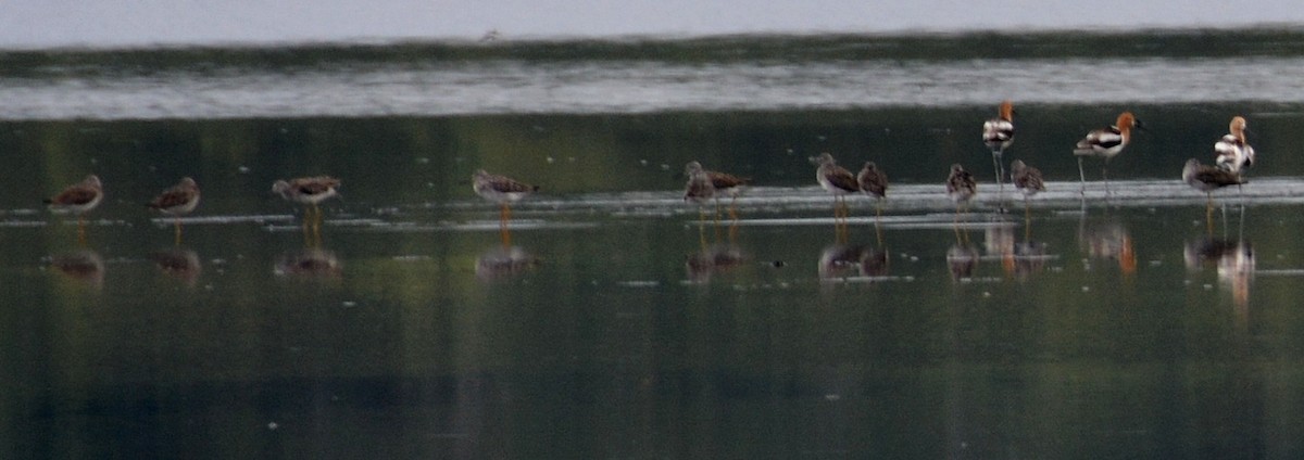 Greater Yellowlegs - ML620295625