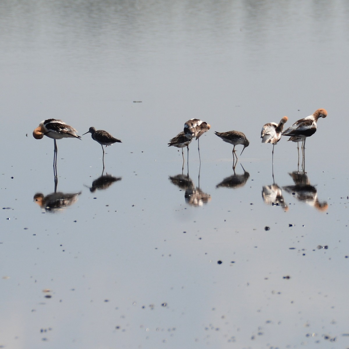 Greater Yellowlegs - ML620295627