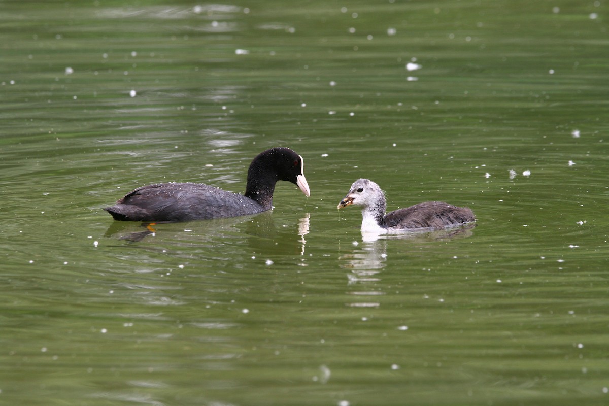 Eurasian Coot - ML620295638