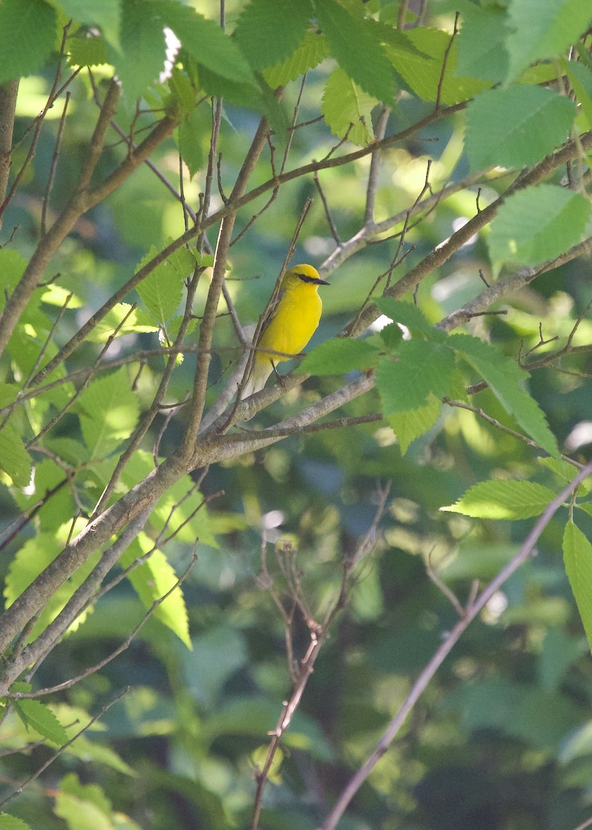 Blue-winged Warbler - ML620295642