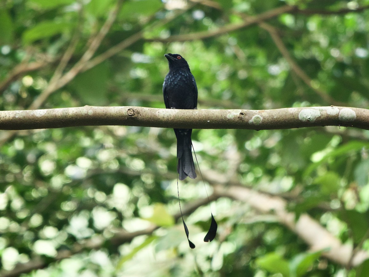 Greater Racket-tailed Drongo - ML620295645