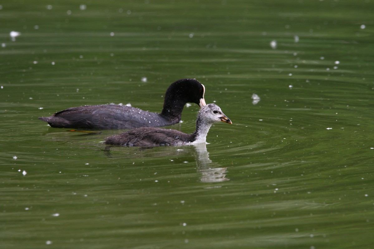 Eurasian Coot - ML620295647