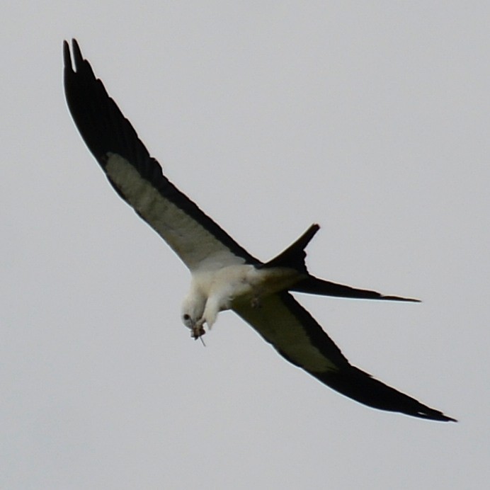 Swallow-tailed Kite - ML620295648
