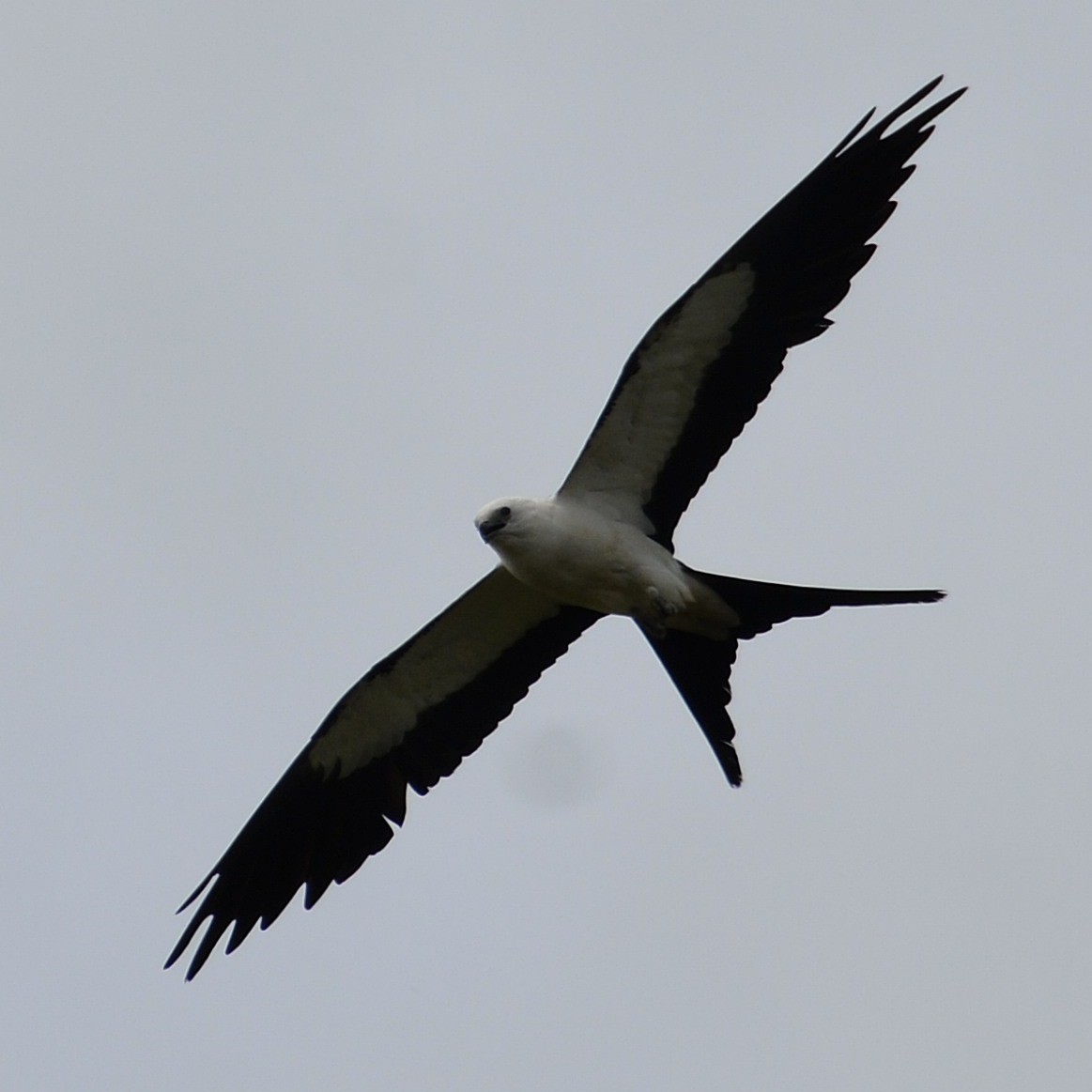 Swallow-tailed Kite - ML620295649