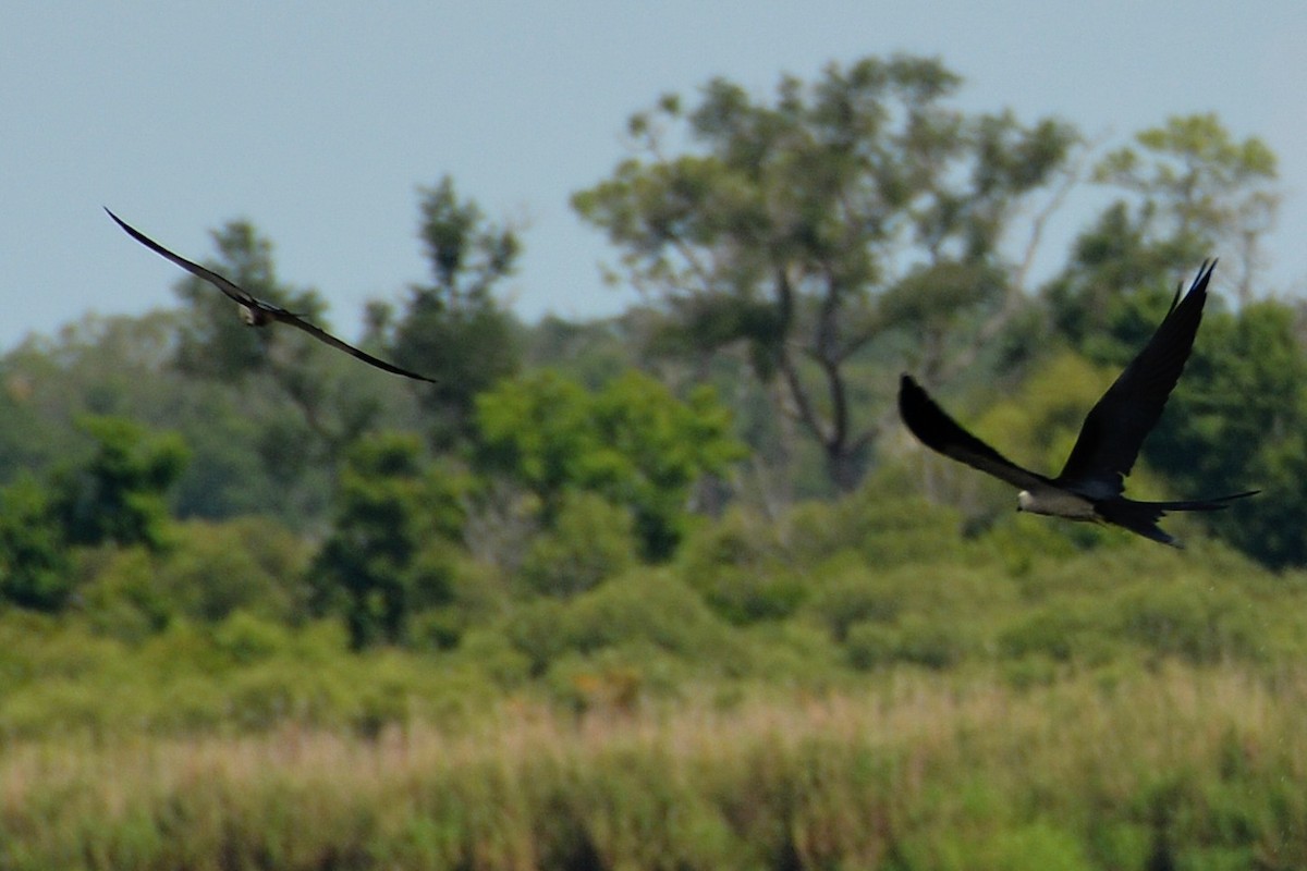 Swallow-tailed Kite - ML620295650