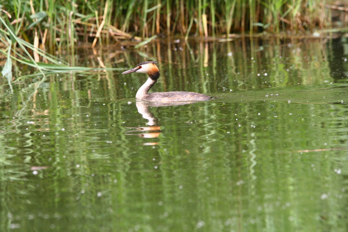 Great Crested Grebe - ML620295652