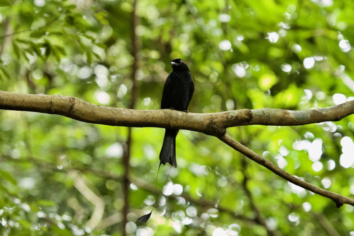 Greater Racket-tailed Drongo - ML620295655
