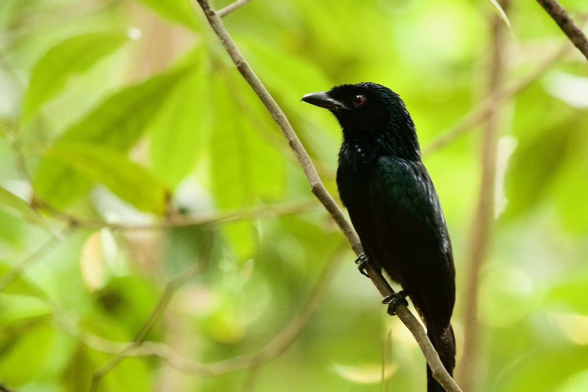 Greater Racket-tailed Drongo - ML620295656