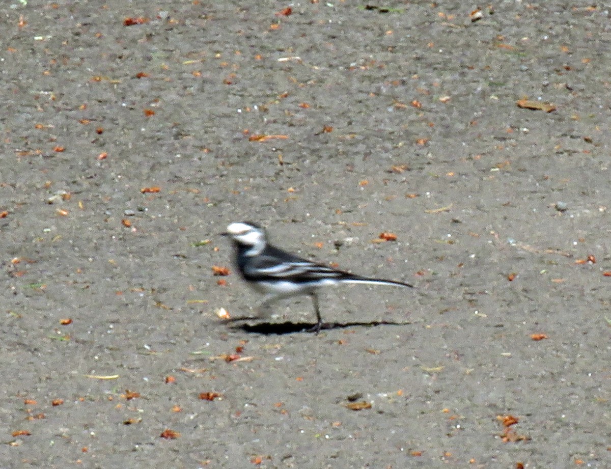 White Wagtail (British) - ML620295657