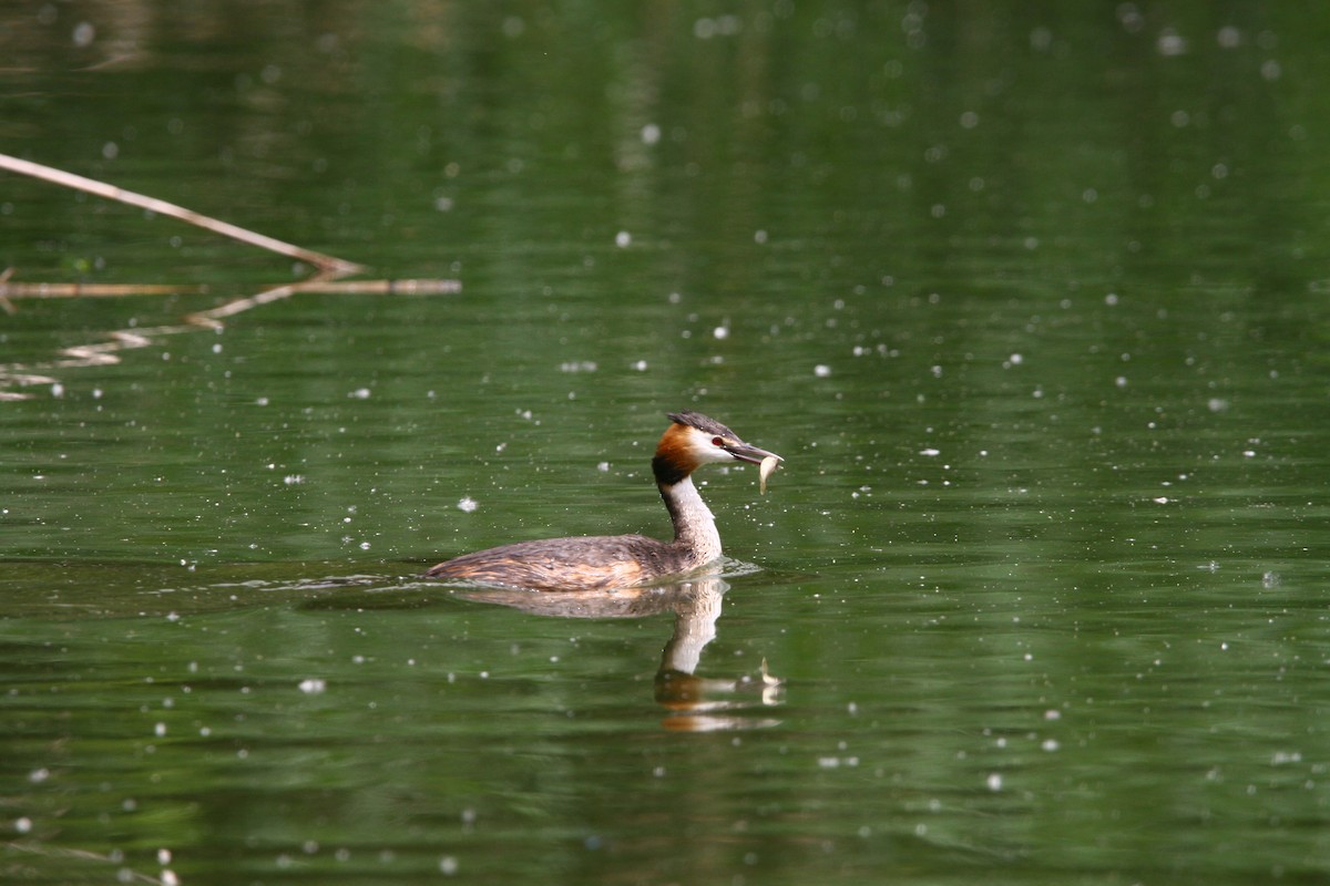 Great Crested Grebe - ML620295659