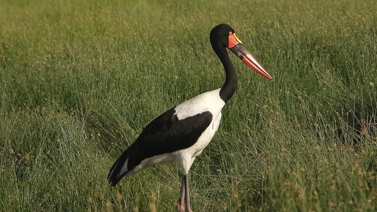 Saddle-billed Stork - ML620295665