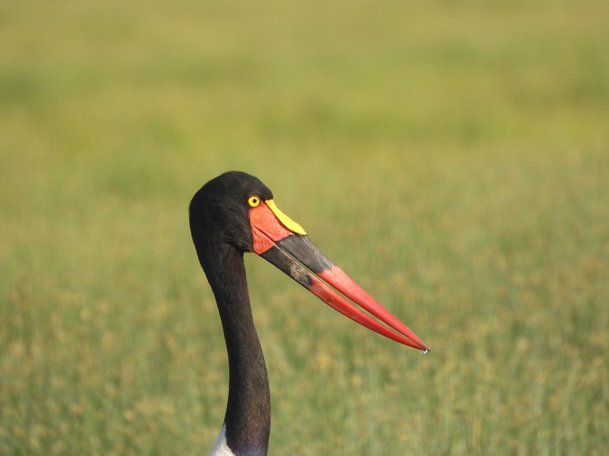 Saddle-billed Stork - ML620295666