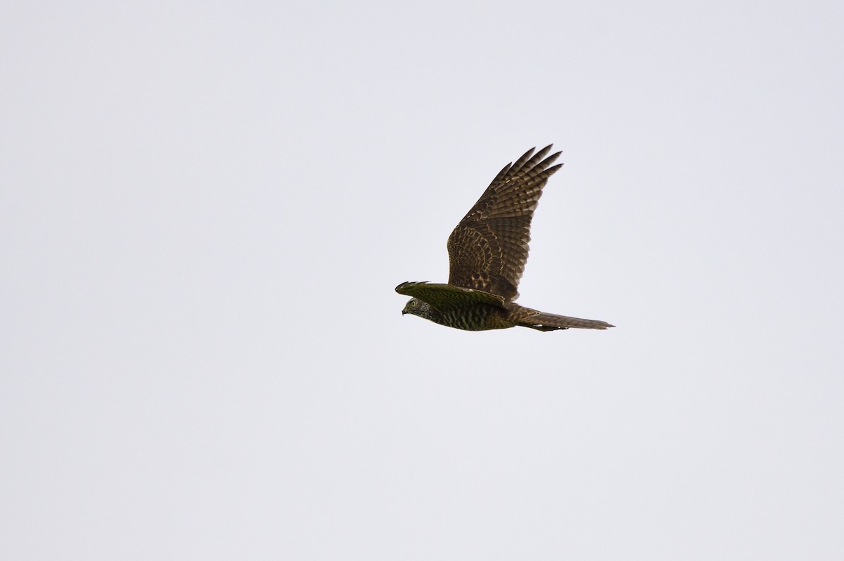 Brown Goshawk - ML620295667