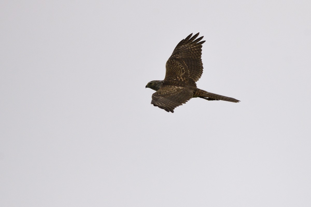 Brown Goshawk - ML620295669