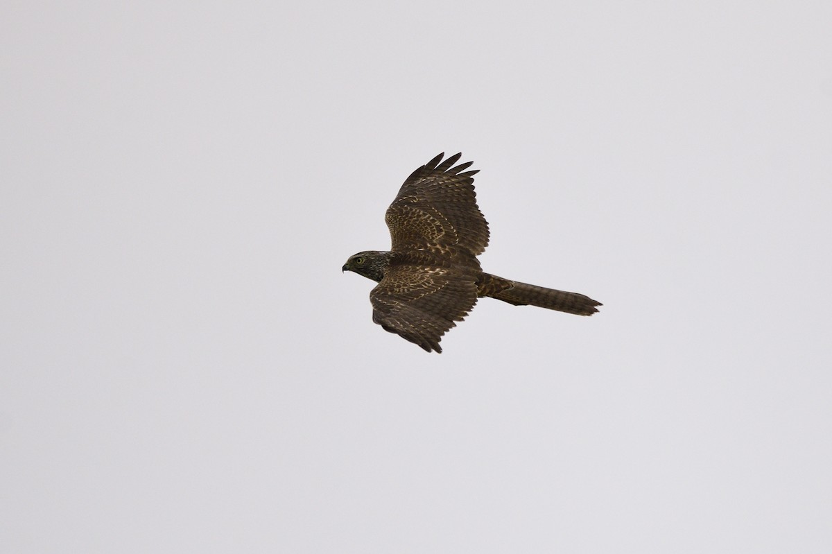 Brown Goshawk - ML620295670