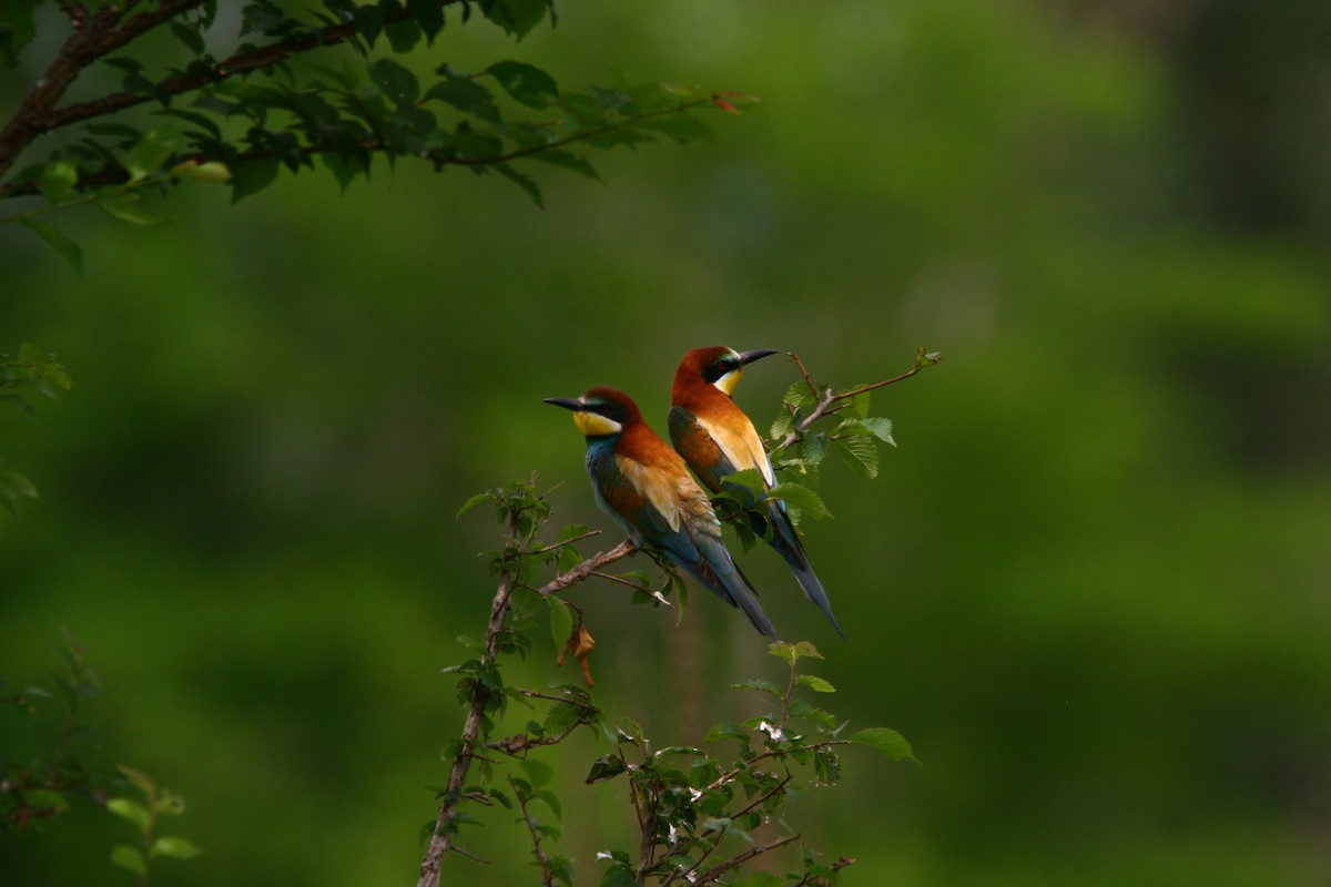 European Bee-eater - ML620295671