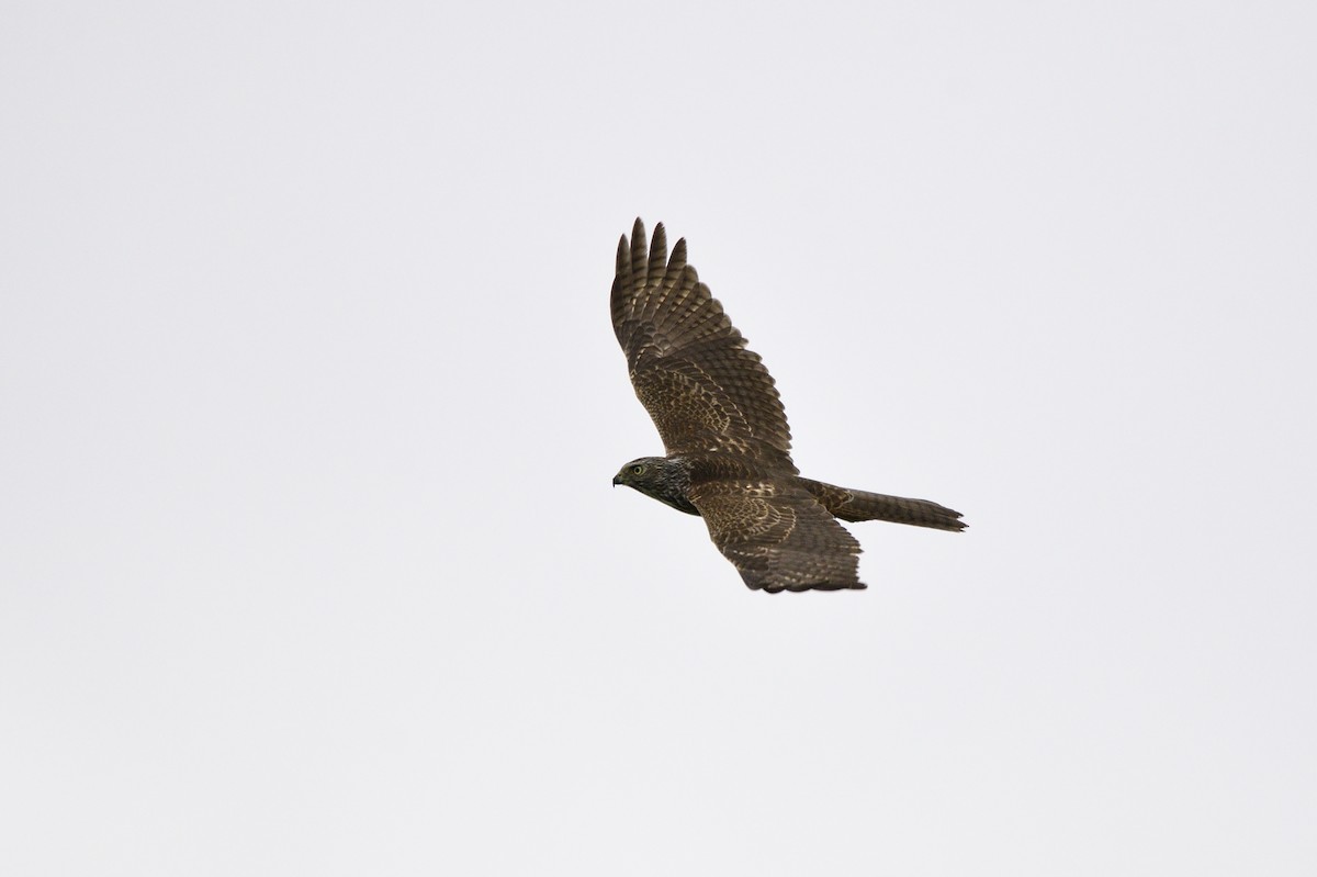 Brown Goshawk - ML620295672