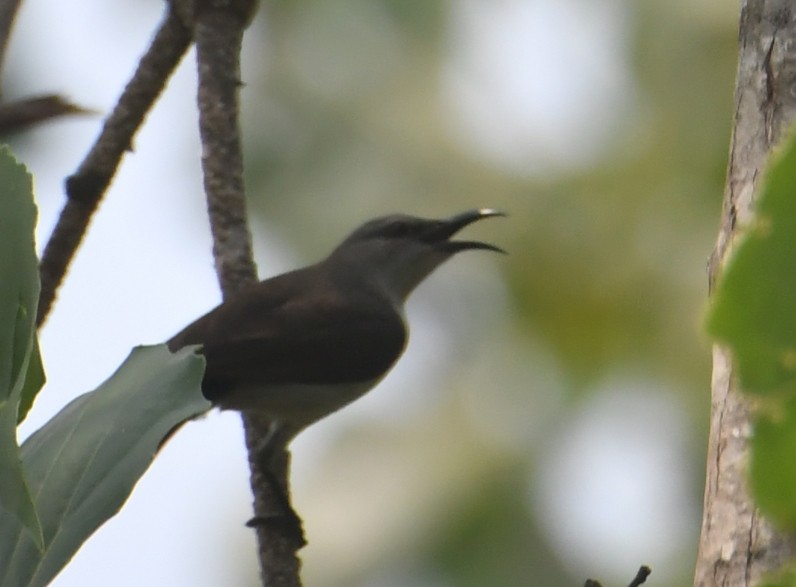 Purple-rumped Sunbird - ML620295676