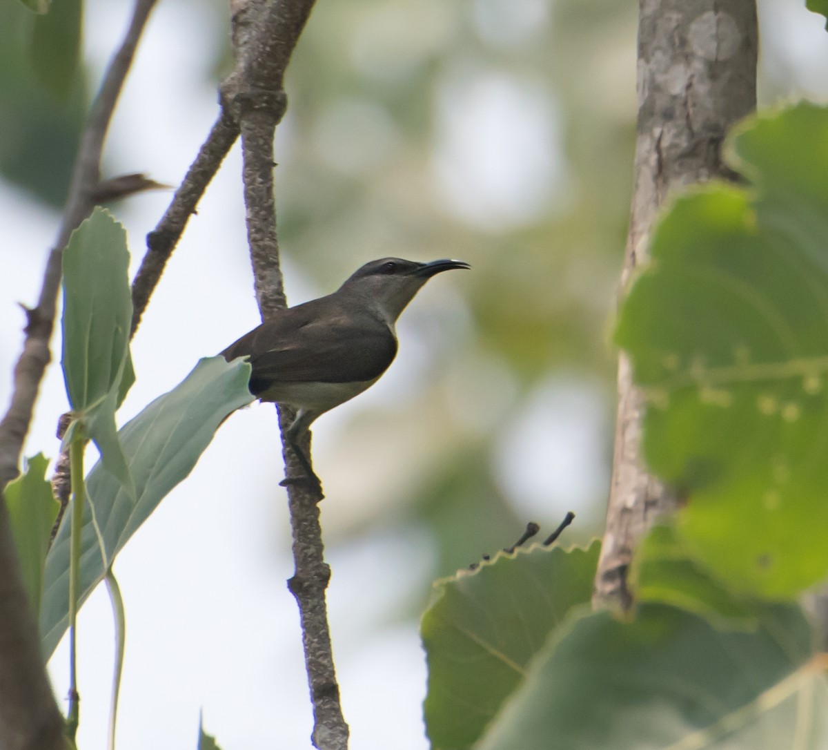 Purple-rumped Sunbird - ML620295677