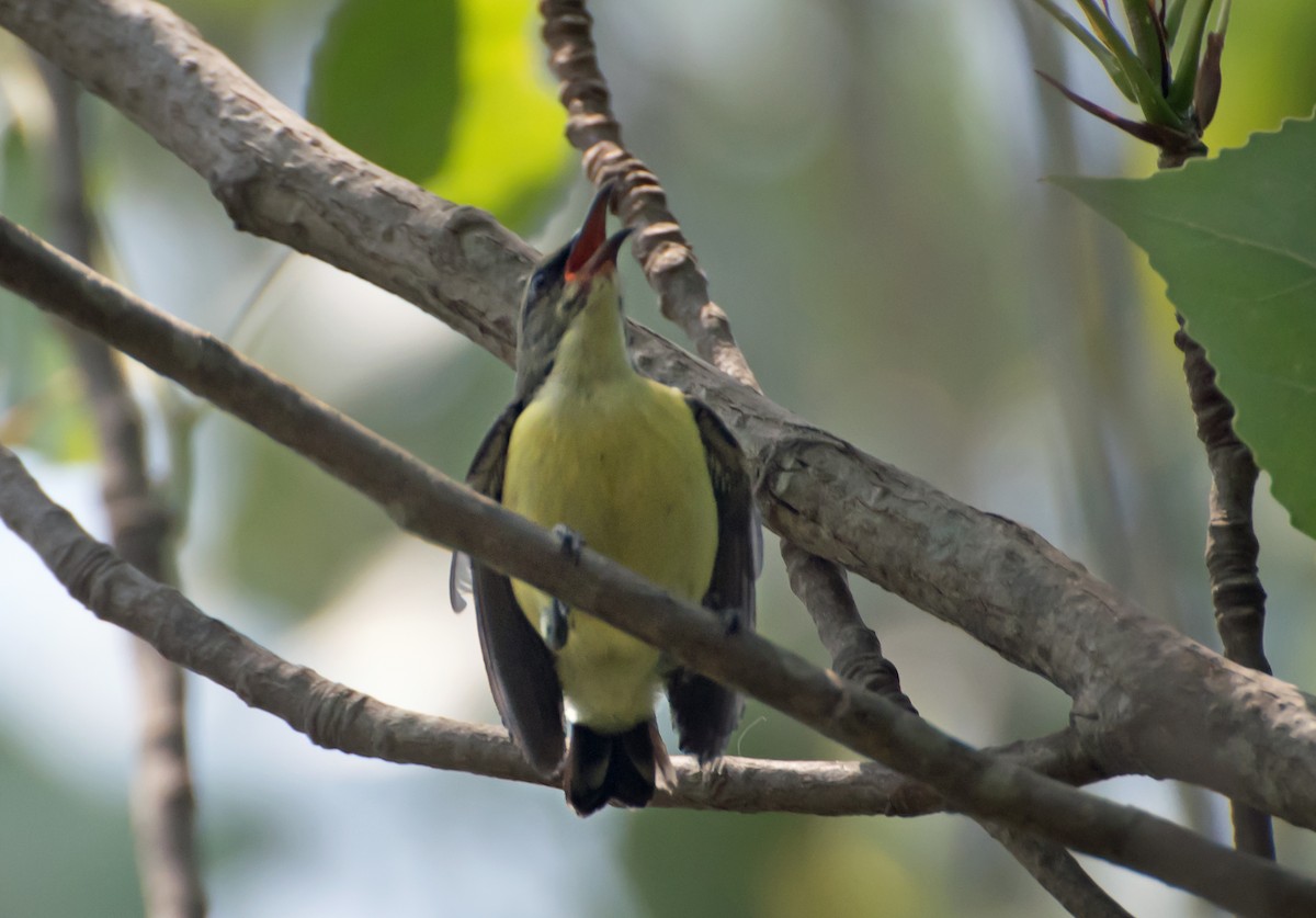 Purple-rumped Sunbird - ML620295679