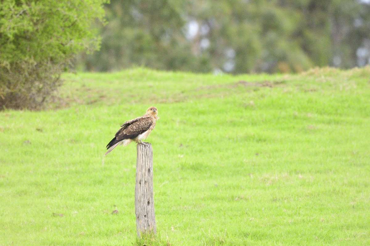 Whistling Kite - ML620295680