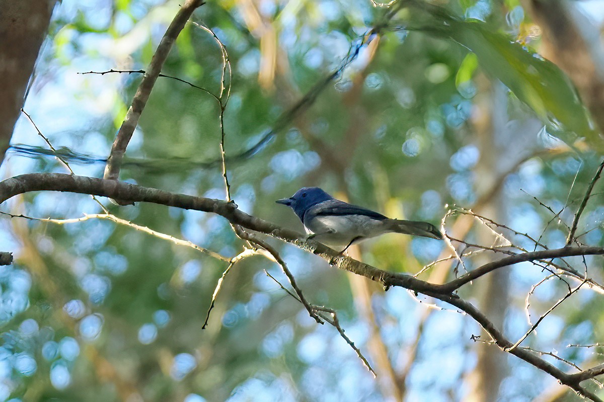 Black-naped Monarch - ML620295682