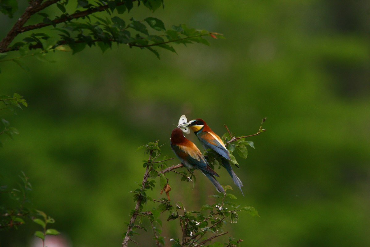 European Bee-eater - ML620295683