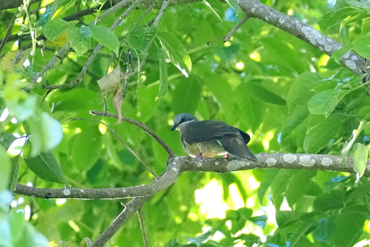 White-eared Brown-Dove (Buff-eared) - ML620295684