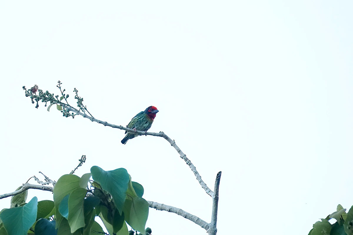 Coppersmith Barbet - ML620295686