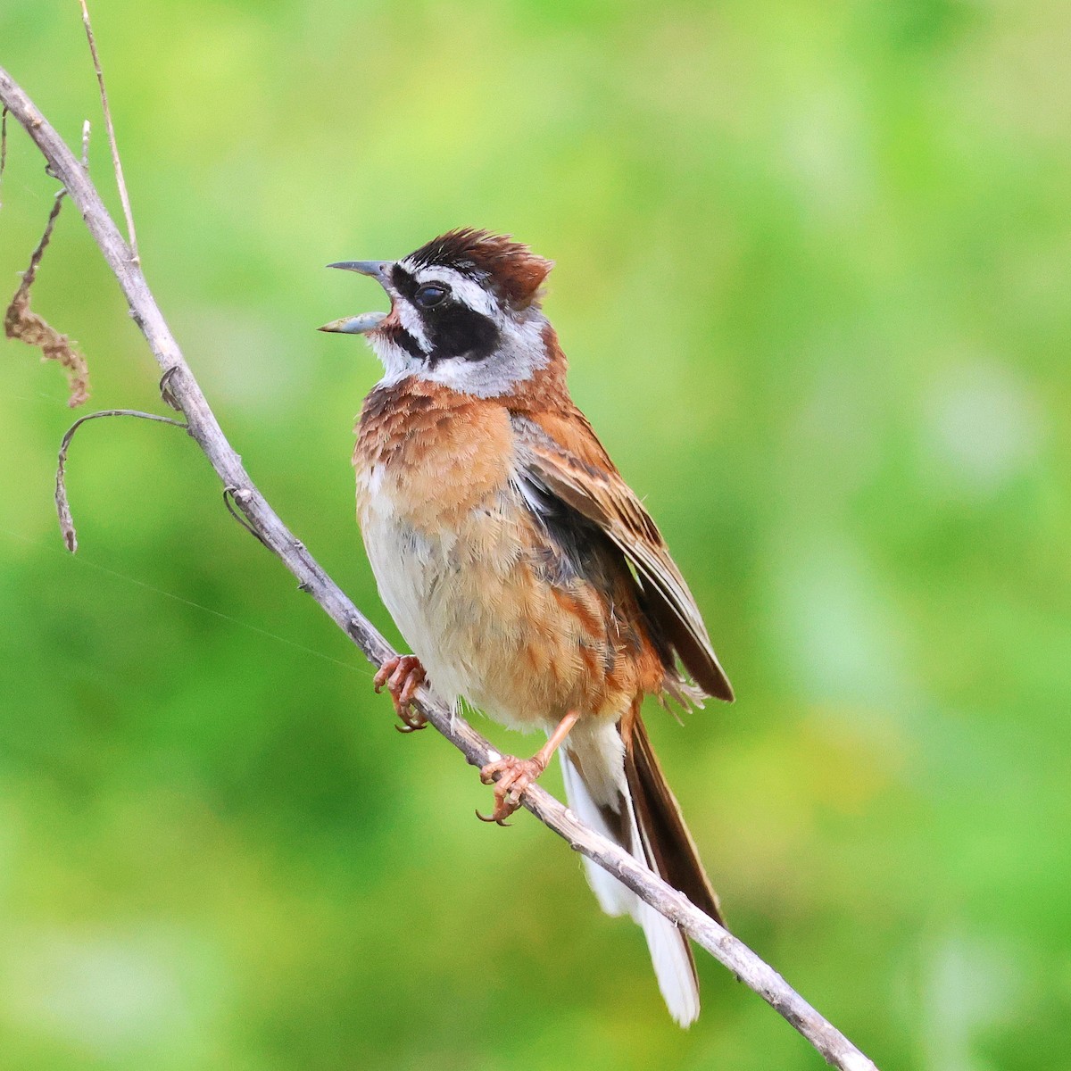 Meadow Bunting - ML620295688