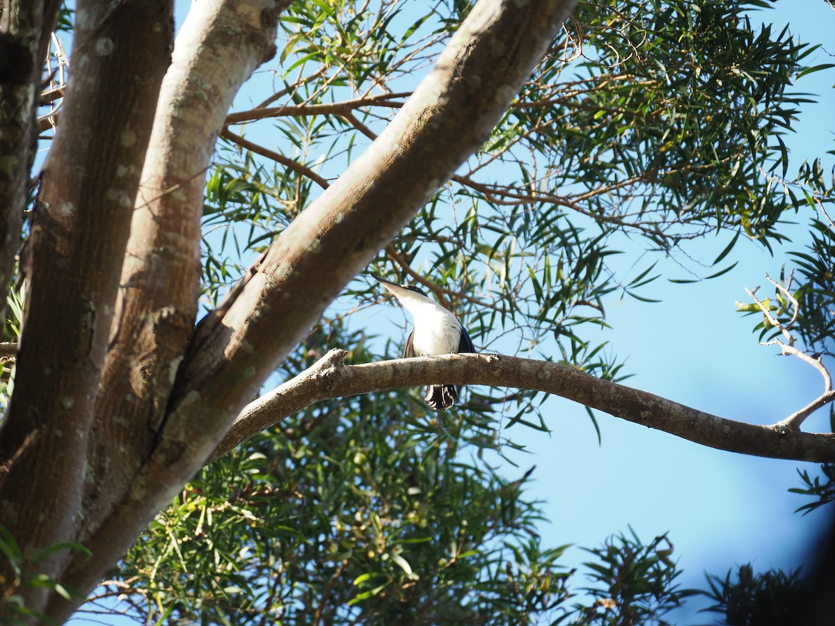 Collared Kingfisher - ML620295690