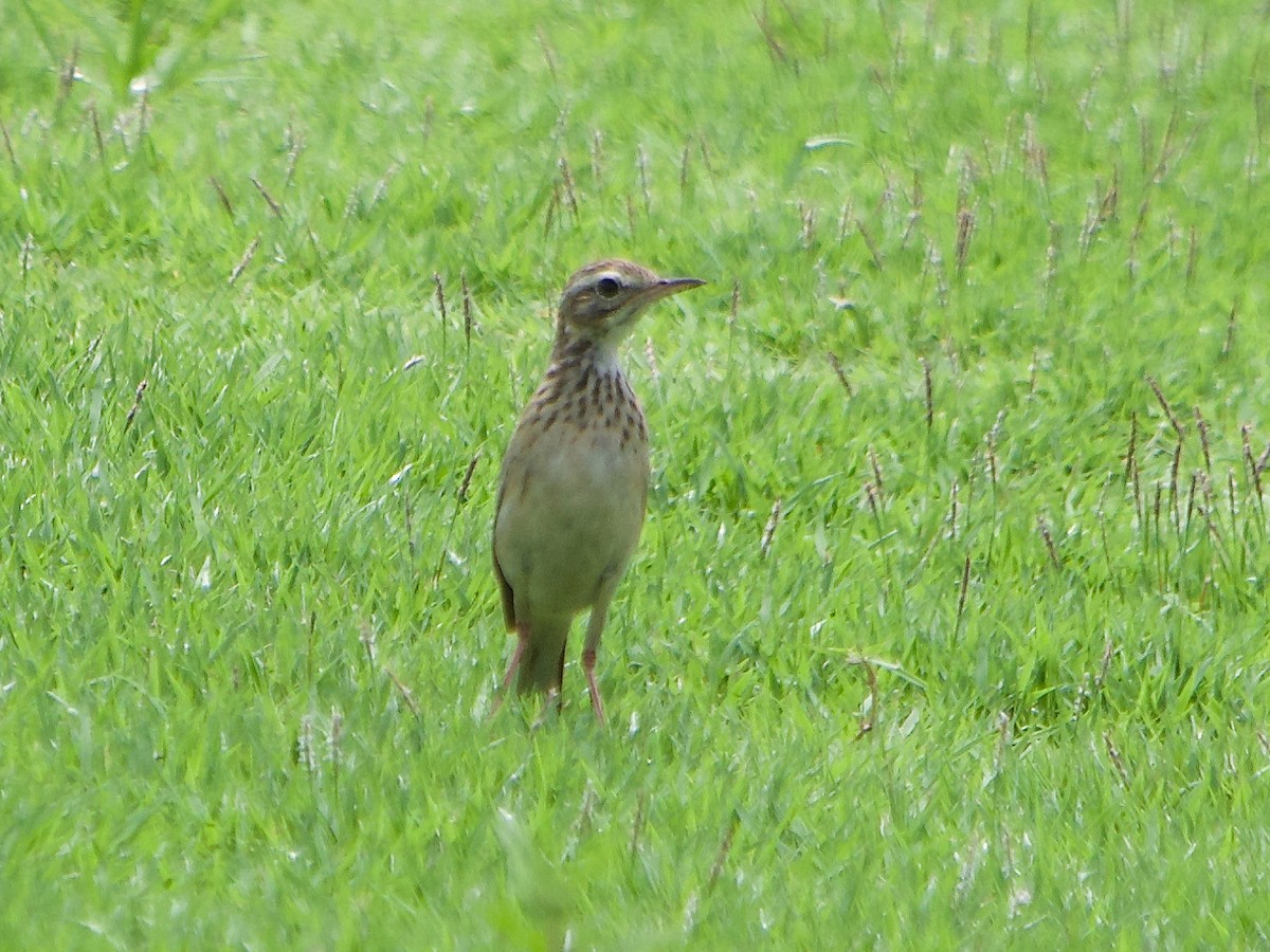 Paddyfield Pipit - ML620295691