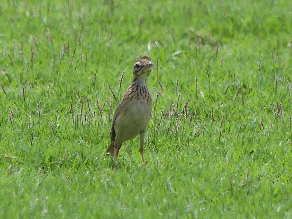 Paddyfield Pipit - ML620295692