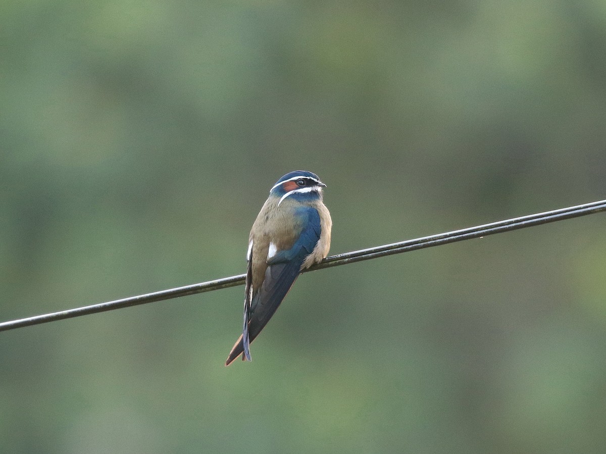 Whiskered Treeswift - ML620295695