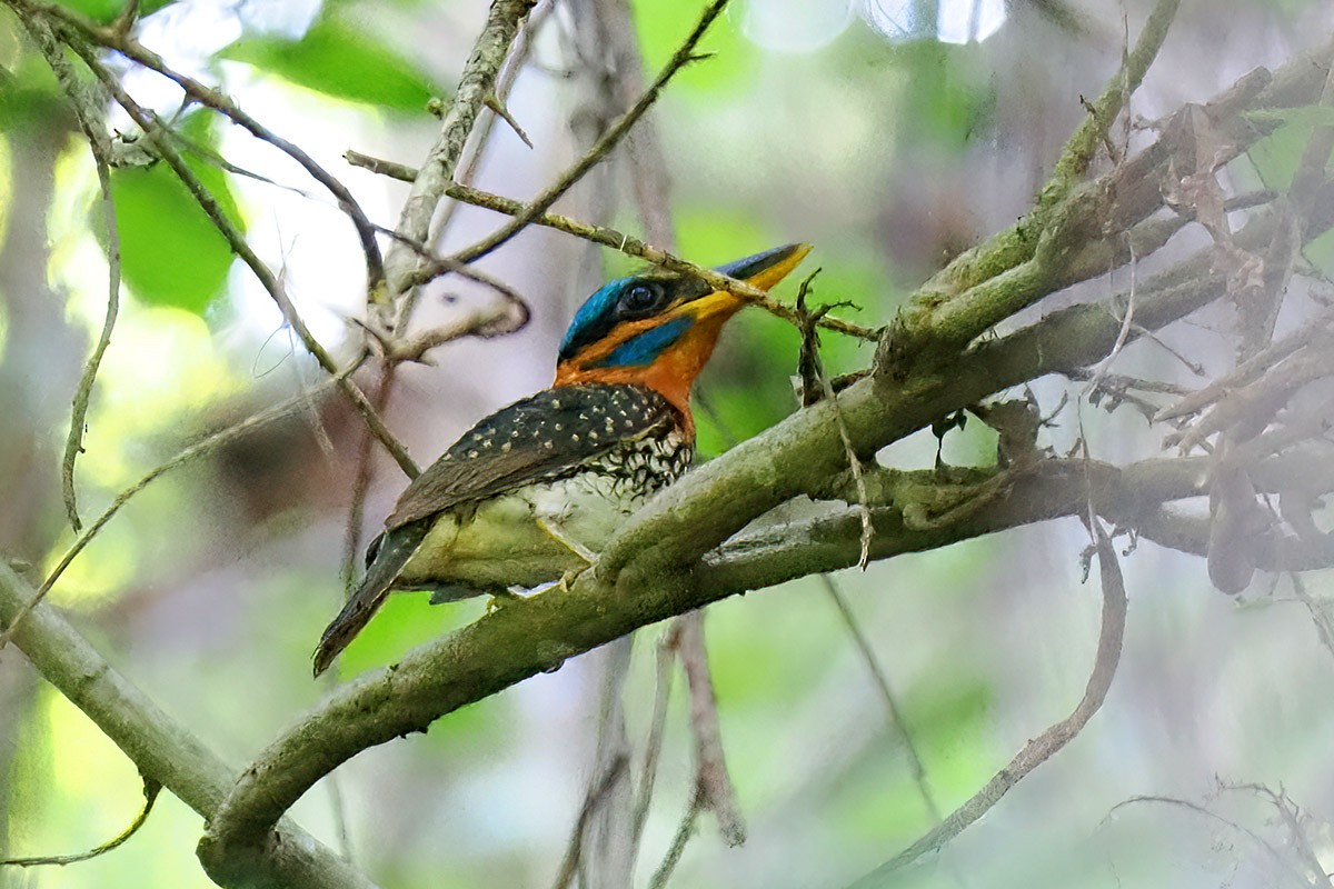 Spotted Kingfisher - ML620295696