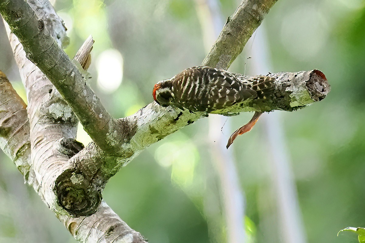 Philippine Pygmy Woodpecker - ML620295697