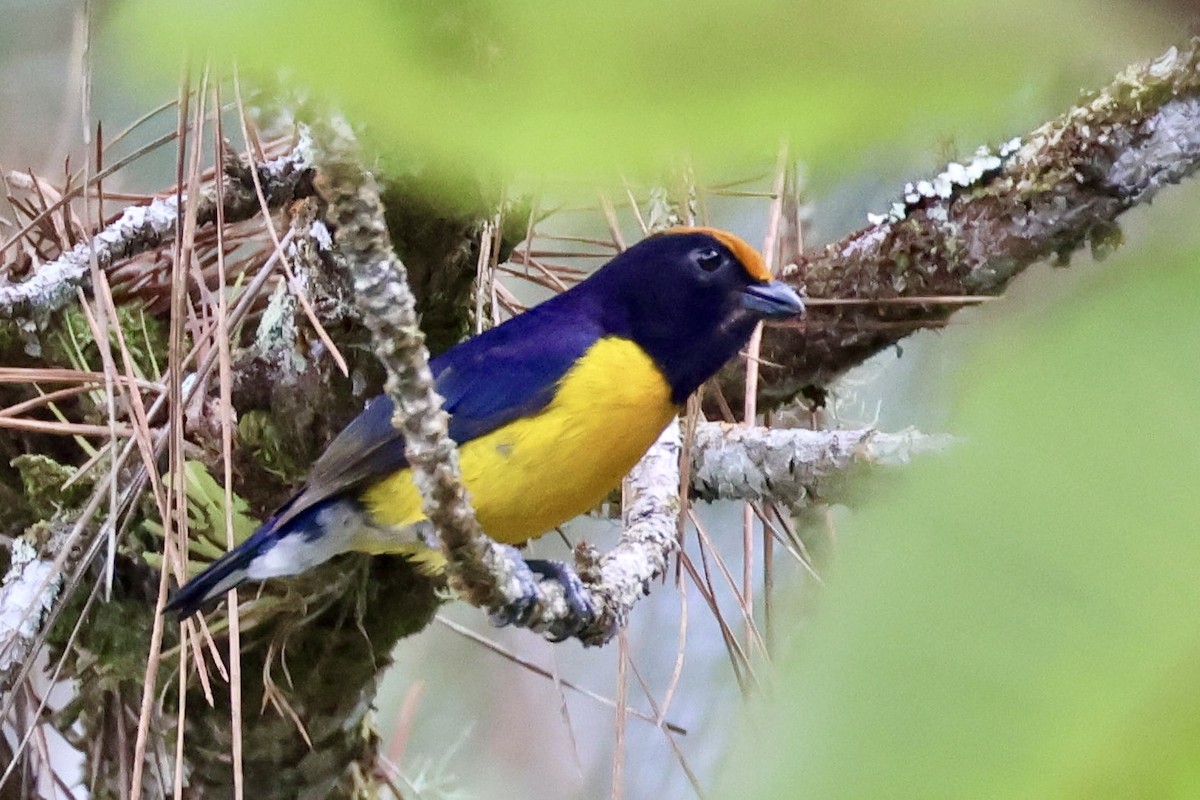 Tawny-capped Euphonia - ML620295699