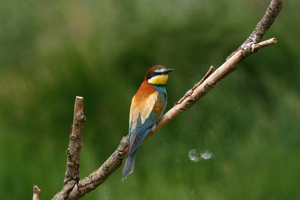 European Bee-eater - ML620295701