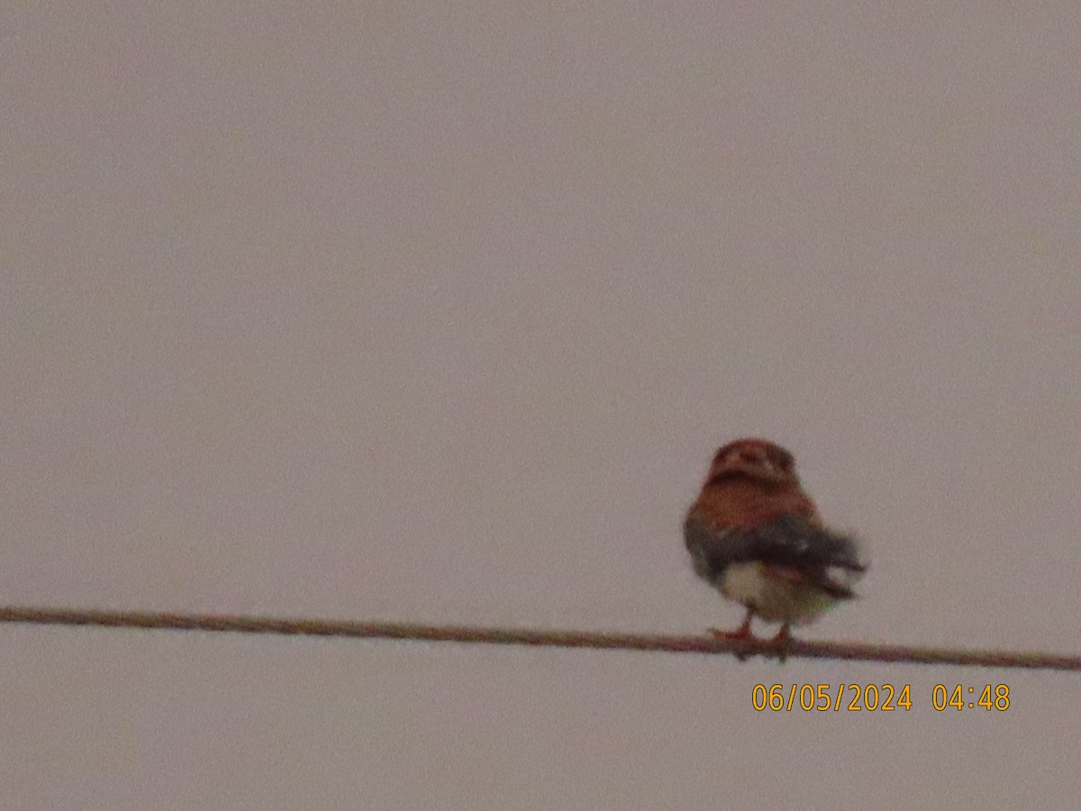 American Kestrel - ML620295702