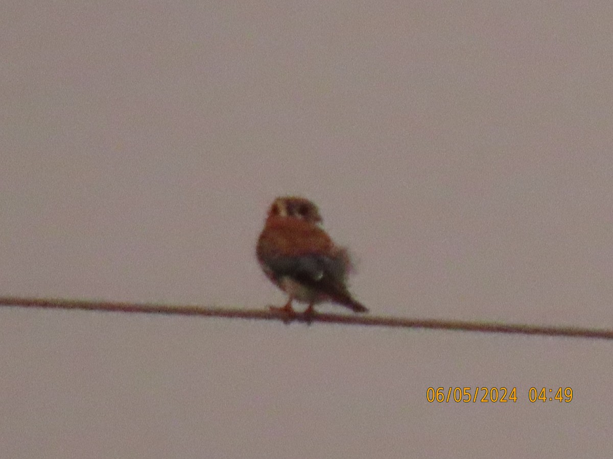 American Kestrel - ML620295703