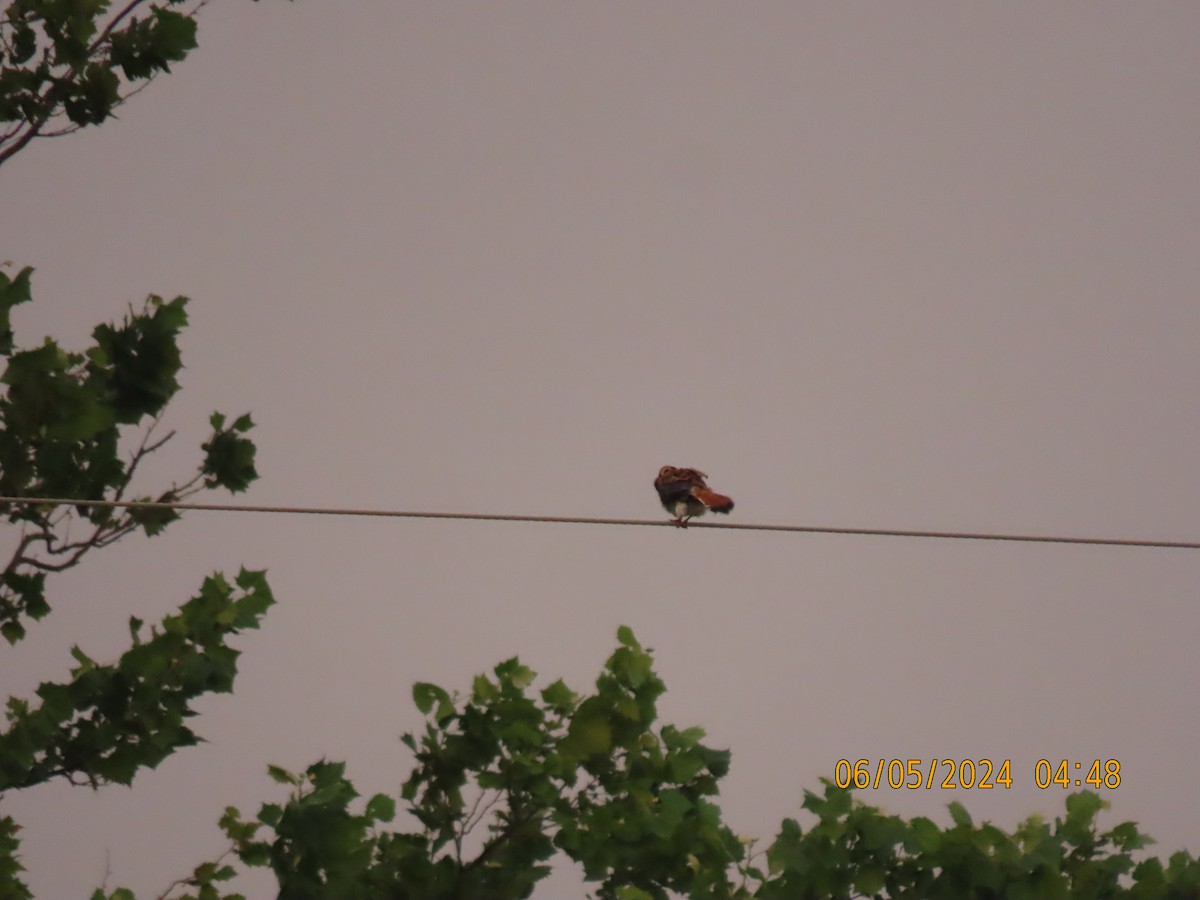 American Kestrel - ML620295704