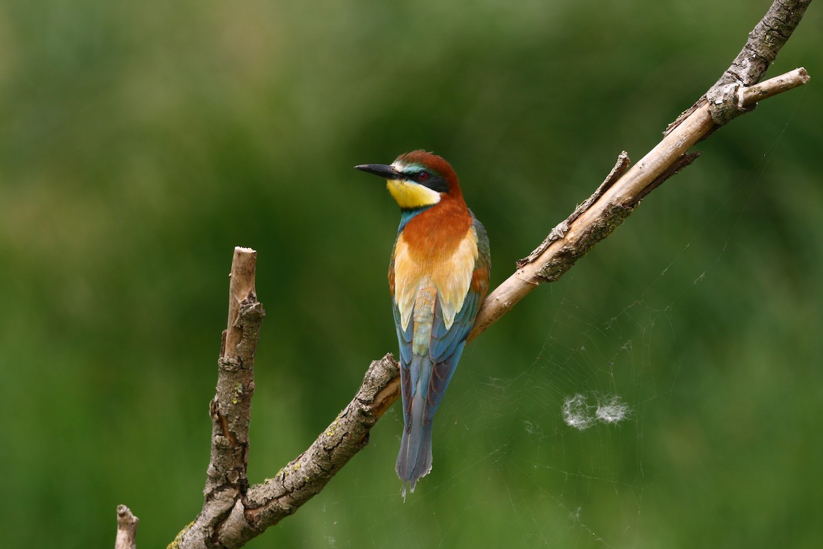 European Bee-eater - ML620295706