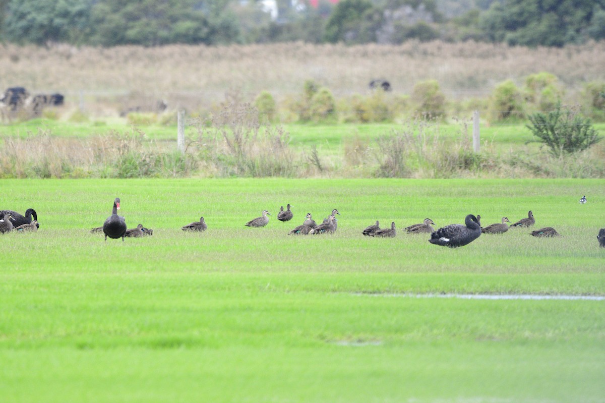 Pacific Black Duck - ML620295709