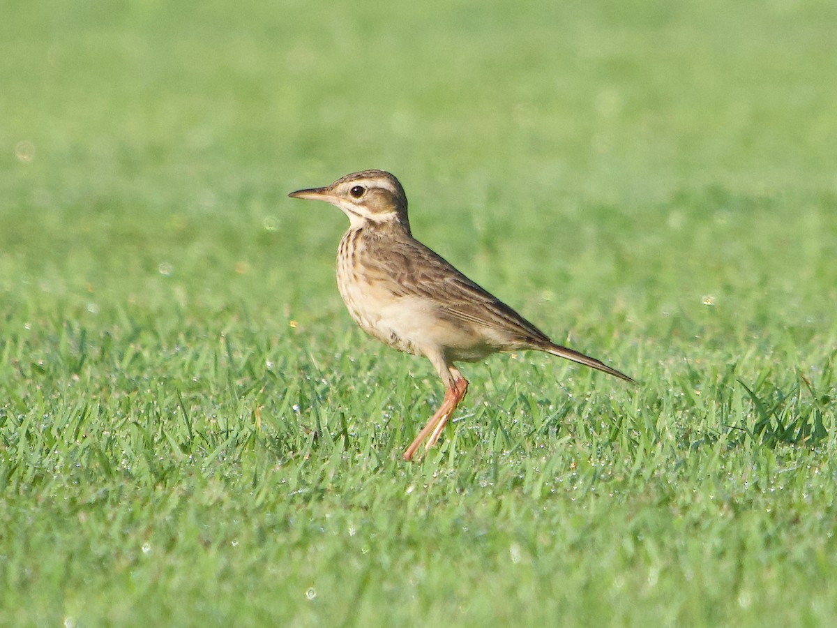 Paddyfield Pipit - ML620295713