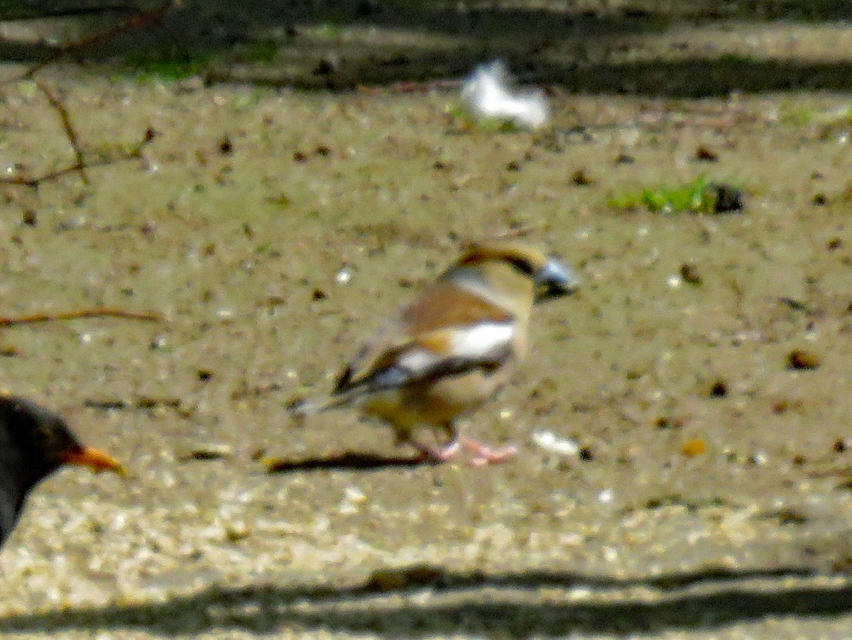 Hawfinch - ML620295715